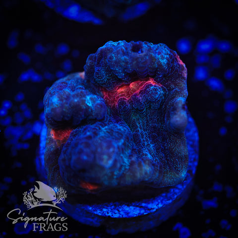 Glitter Devil Eye Chalice