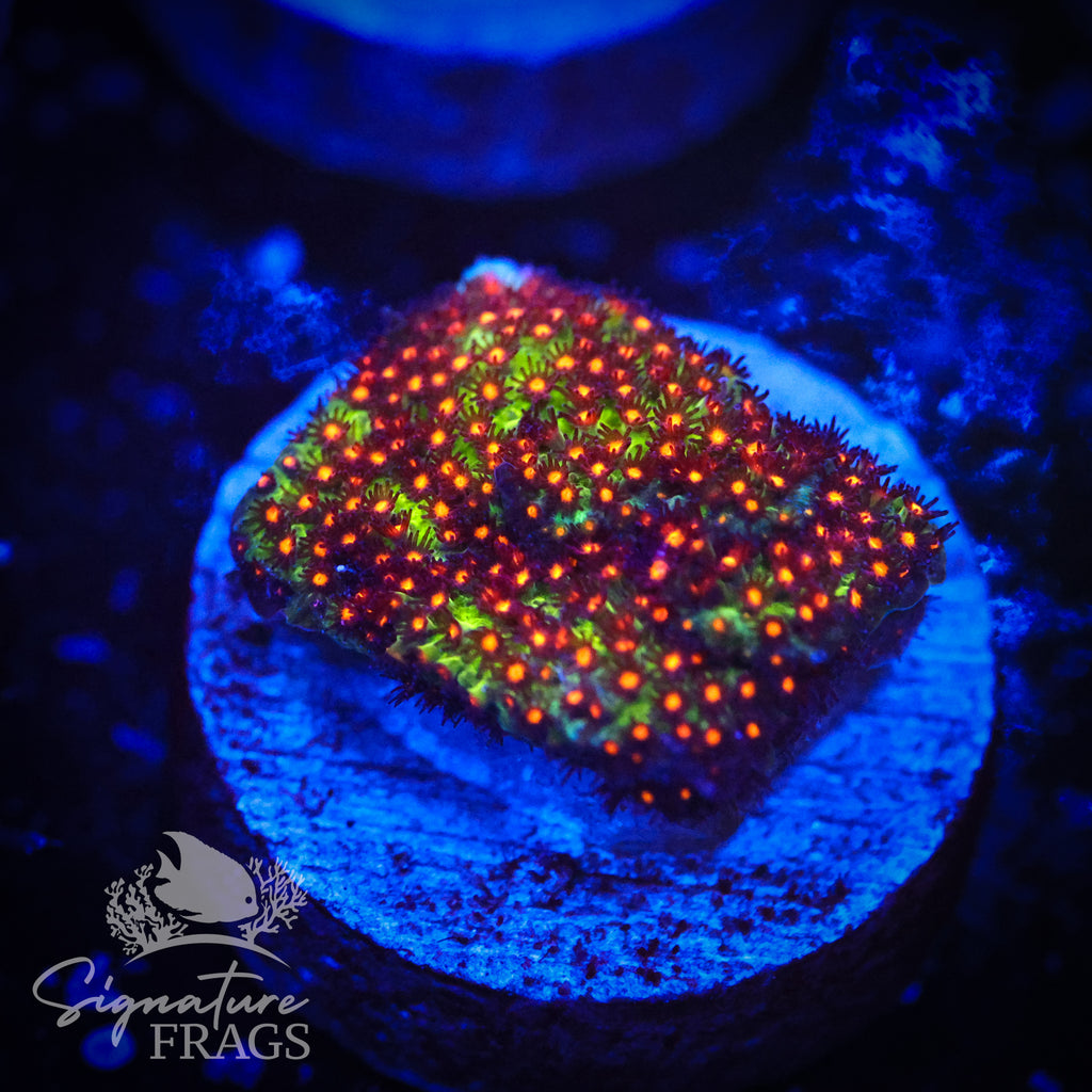 Sunset Stylocoeniella