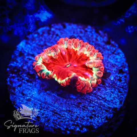 Red n Yellow Ring Blastomussa