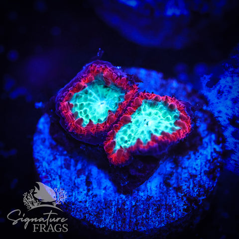 Fire & Ice Blastomussa