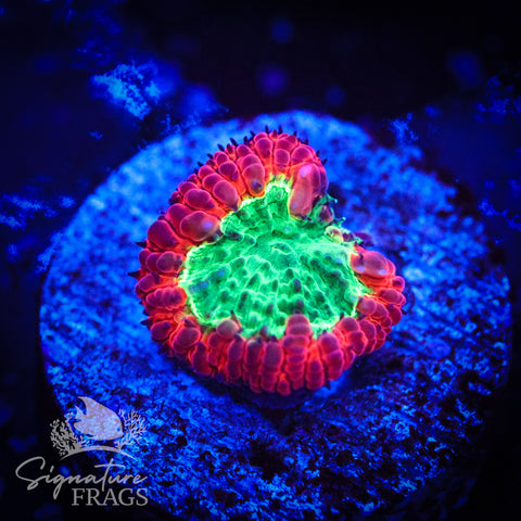 Red Ring Blastomussa