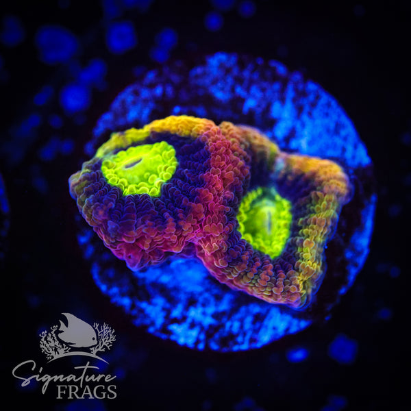 Dragon Soul Goniastrea