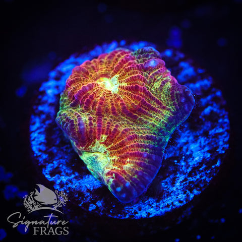 Graffiti Pizza Favia