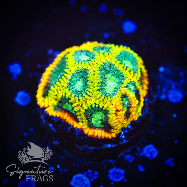 Yellow Submarine Favia