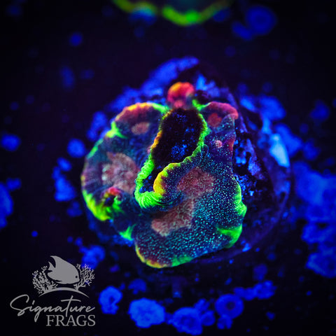 Glitter Galaxy Favia