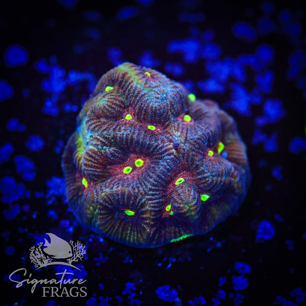 Woodstock Goniastrea