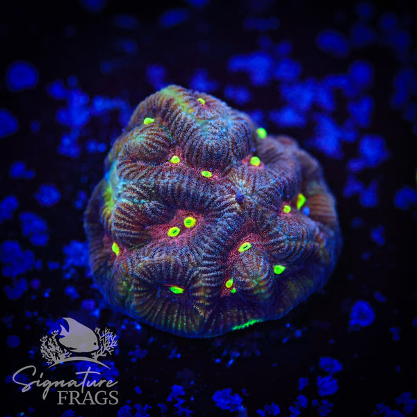 Woodstock Goniastrea