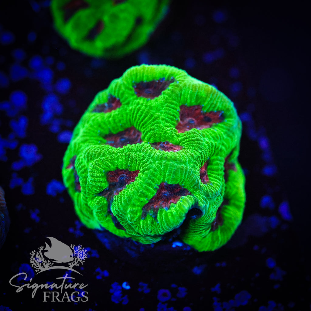 Crime Scene Goniastrea