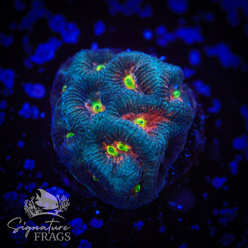 Walking Dead Goniastrea