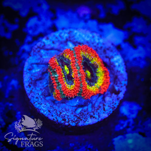 Holy Grail Micromussa Lord (Acan Lord)