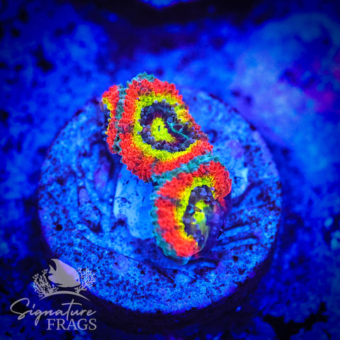 Holy Grail Micromussa Lord (Acan Lord)