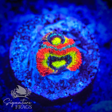 Holy Grail Micromussa Lord (Acan Lord)