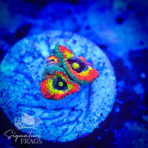 Holy Grail Micromussa Lord (Acan Lord)
