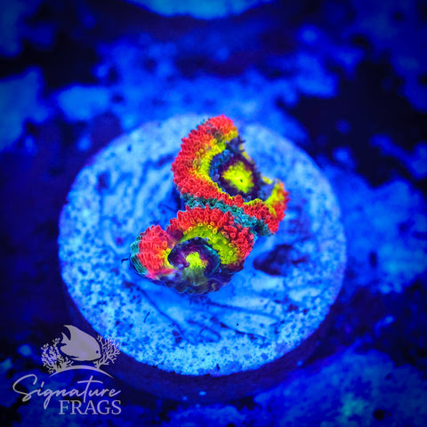 Holy Grail Micromussa Lord (Acan Lord)