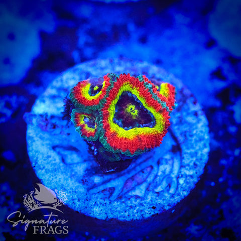 Holy Grail Micromussa Lord (Acan Lord)