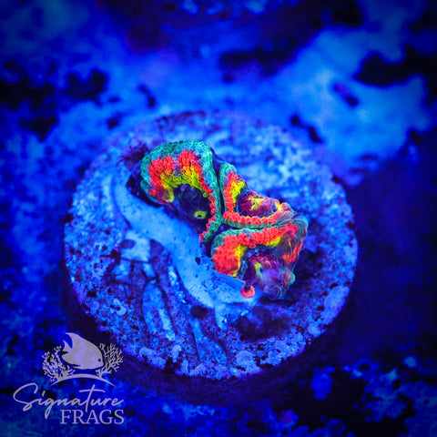 Holy Grail Micromussa Lord (Acan Lord)