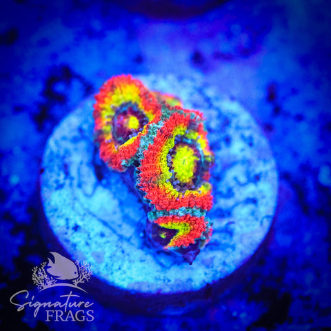 Holy Grail Micromussa Lord (Acan Lord)