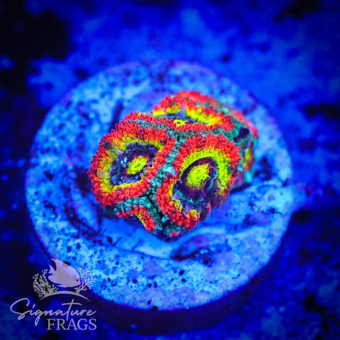 Holy Grail Micromussa Lord (Acan Lord)