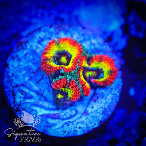 Holy Grail Micromussa Lord (Acan Lord)