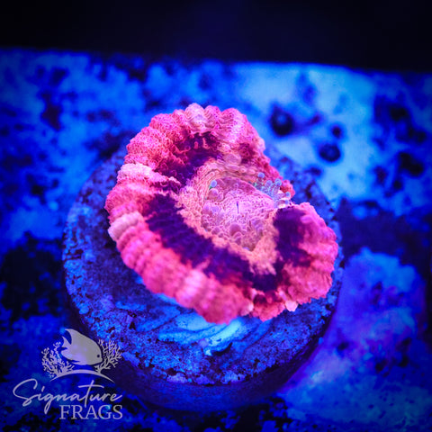Bubble Gum Pink Micromussa Lord (Acan Lord)