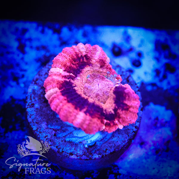 Bubble Gum Pink Micromussa Lord (Acan Lord)