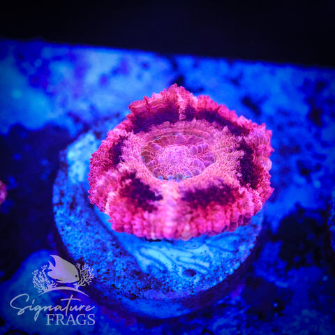 Bubble Gum Pink Micromussa Lord (Acan Lord)