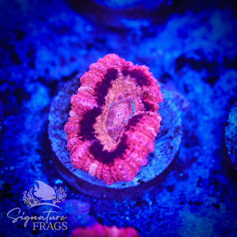 Bubble Gum Pink Micromussa Lord (Acan Lord)