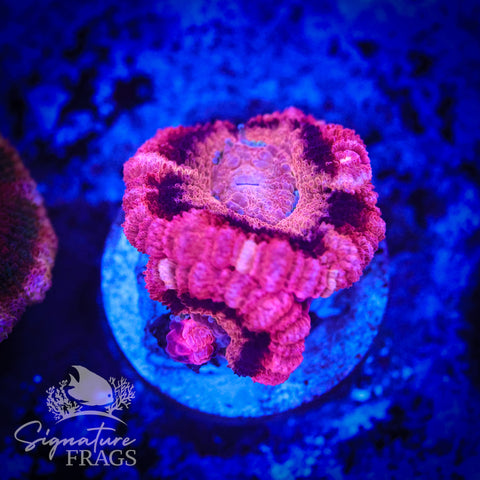 Bubble Gum Pink Micromussa Lord (Acan Lord)