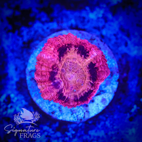 Bubble Gum Pink Micromussa Lord (Acan Lord)