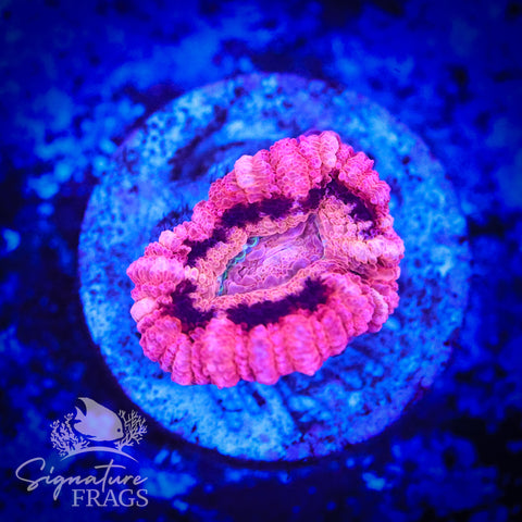 Bubble Gum Pink Micromussa Lord (Acan Lord)