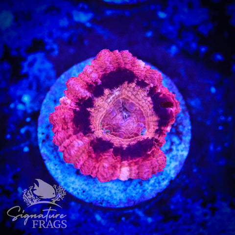 Bubble Gum Pink Micromussa Lord (Acan Lord)