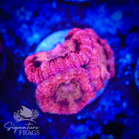 Bubble Gum Pink Micromussa Lord (Acan Lord)
