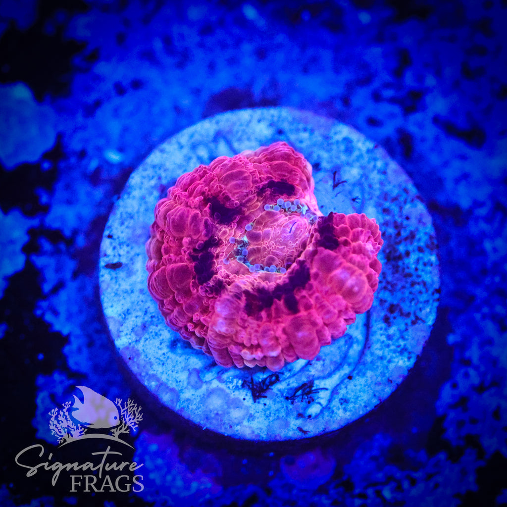 Bubble Gum Pink Micromussa Lord (Acan Lord)