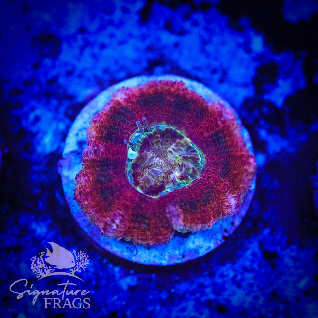 Zombie Eyes Micromussa Lord (Acan Lord)