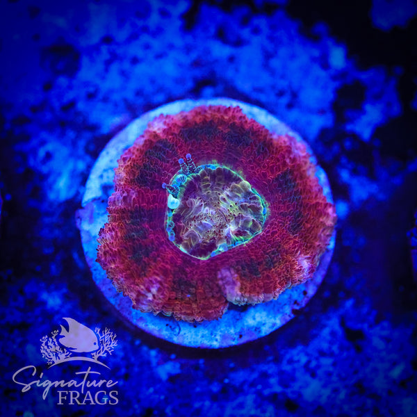 Zombie Eyes Micromussa Lord (Acan Lord)