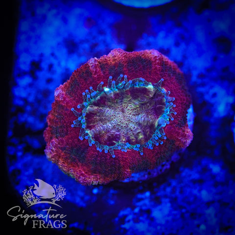 Zombie Eyes Micromussa Lord (Acan Lord)