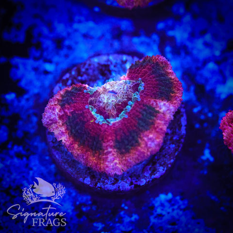 Zombie Eyes Micromussa Lord (Acan Lord)