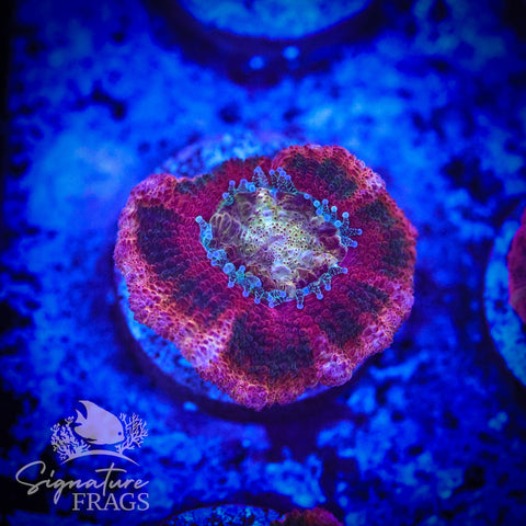 Zombie Eyes Micromussa Lord (Acan Lord)