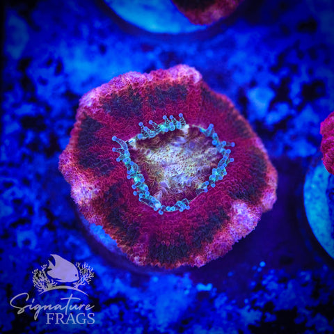 Zombie Eyes Micromussa Lord (Acan Lord)