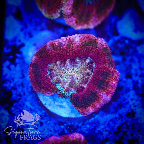 Zombie Eyes Micromussa Lord (Acan Lord)