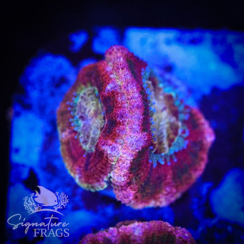 Zombie Eyes Micromussa Lord (Acan Lord)