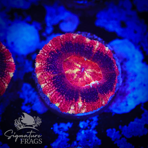 Adonis Micromussa Lord (Acan Lord)