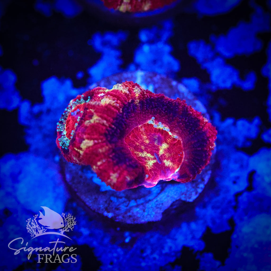 Adonis Micromussa Lord (Acan Lord)