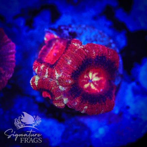 Adonis Micromussa Lord (Acan Lord)