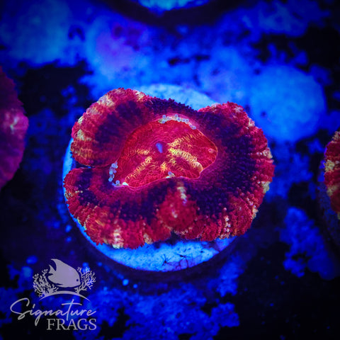 Adonis Micromussa Lord (Acan Lord)