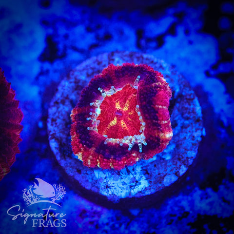 Adonis Micromussa Lord (Acan Lord)