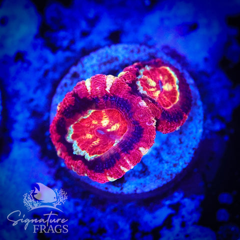Adonis Micromussa Lord (Acan Lord)