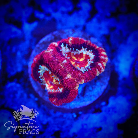 Adonis Micromussa Lord (Acan Lord)