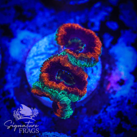 Mardi Gras Rainbow Micromussa Lord (Acan Lord)