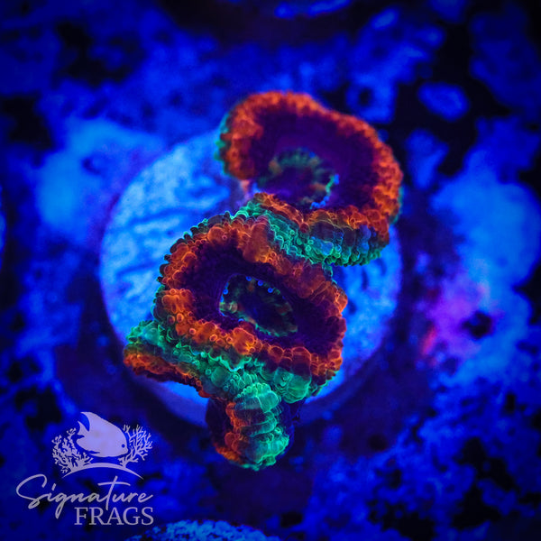 Mardi Gras Rainbow Micromussa Lord (Acan Lord)